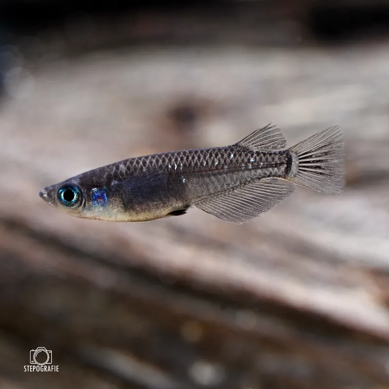 Medaka Black, Schwarzer Japanischer Reiskärpfling (Oryzias laticeps black) Solange Der Vorrat Reicht